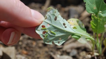 What does kale do to your poop?