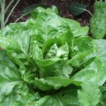 What does lettuce do for your body?