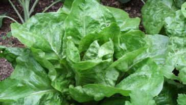What does lettuce do for your body?
