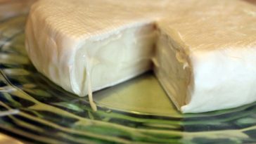 What does mold look like on cheddar cheese?