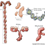 What does protein do for the body?