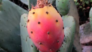 What does the fruit of a prickly pear look like?