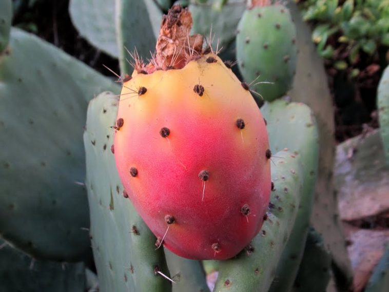 What does the fruit of a prickly pear look like?