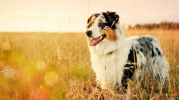 What does turmeric do for dogs?
