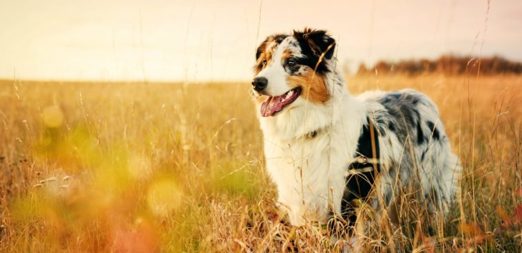 What does turmeric do for dogs?