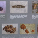 What does unhealthy poop look like?