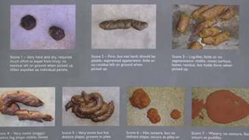 What does unhealthy poop look like?