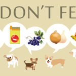 What dog foods should I avoid?