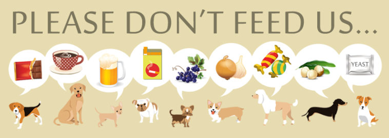 What dog foods should I avoid?