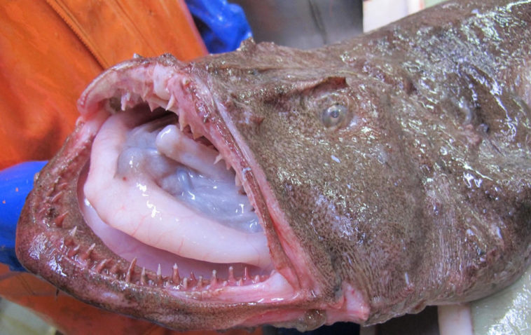 What eats a cod fish?