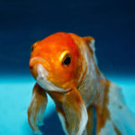 What fish is a golden eye?