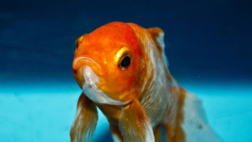 What fish is a golden eye?