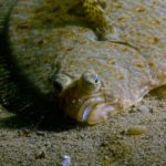 What fish is comparable to halibut?