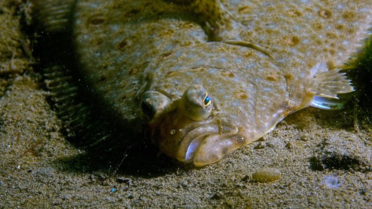 What fish is comparable to halibut?