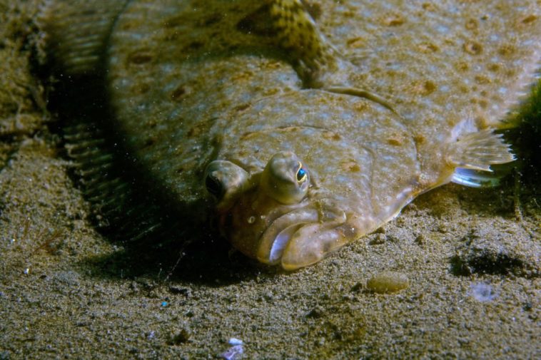 What fish is comparable to halibut?