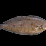 What fish is sole similar to?