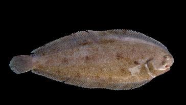 What fish is sole similar to?