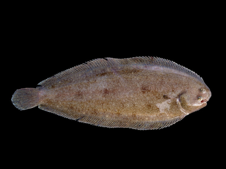 What fish is sole similar to?