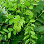 What flavor do curry leaves add?