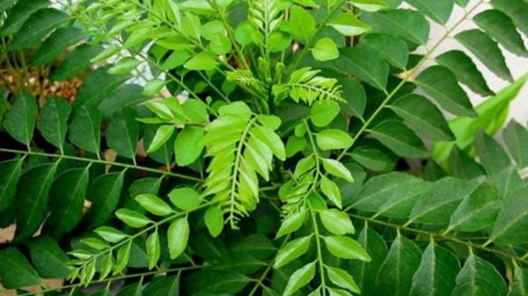 What flavor do curry leaves add?