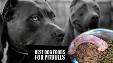 What foods are bad for pitbulls?