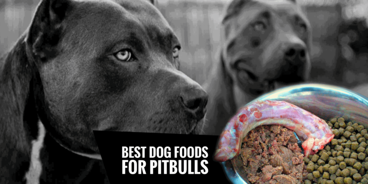 What foods are bad for pitbulls?