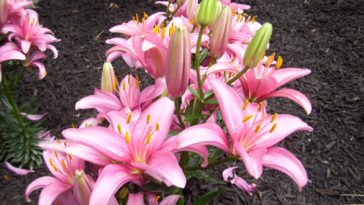 What foods are in the lily family?