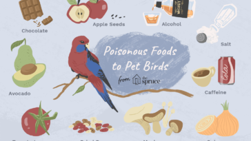 What foods are poisonous to ducks?