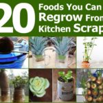 What foods can I regrow from scraps?