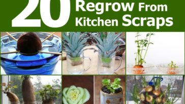 What foods can I regrow from scraps?