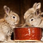 What foods can kill a rabbit?