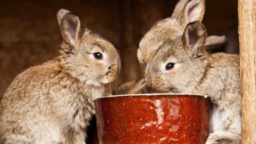 What foods can kill a rabbit?