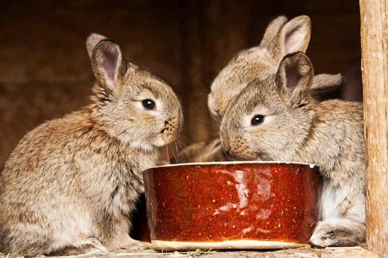 What foods can kill a rabbit?