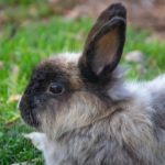 What foods kill rabbits?
