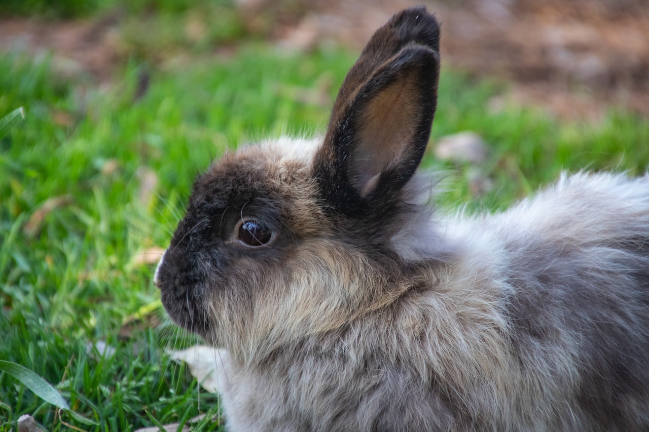 What foods kill rabbits?