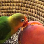 What fruit can birds not eat?