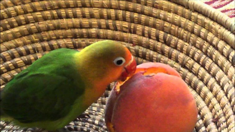 What fruit can birds not eat?