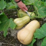 What happens after butternut squash flowers?