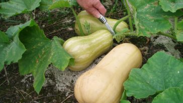What happens after butternut squash flowers?