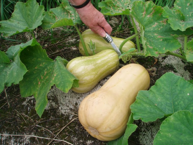 What happens after butternut squash flowers?