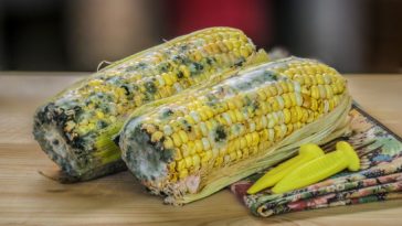 What happens if I eat bad corn?