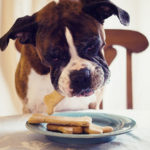 What happens if dogs eat biscuits?
