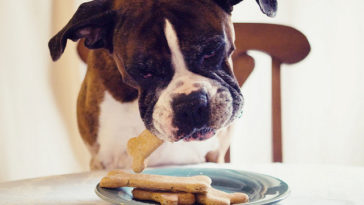 What happens if dogs eat biscuits?