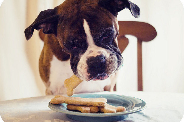 What happens if dogs eat biscuits?