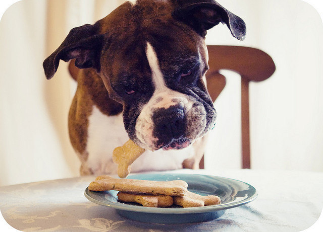 What happens if dogs eat biscuits?
