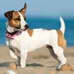 What happens if my dog ate a bagel?