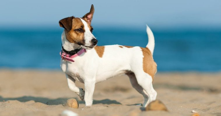 What happens if my dog ate a bagel?