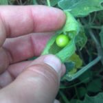 What happens if you eat an unripe ground cherry?