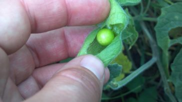 What happens if you eat an unripe ground cherry?