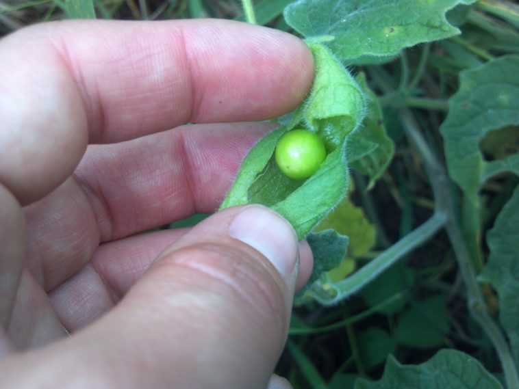 What happens if you eat an unripe ground cherry?